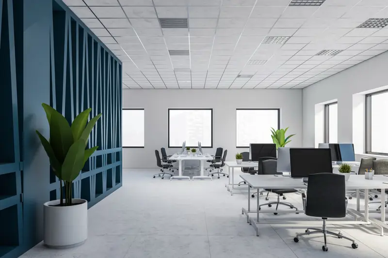 Bright open-plan office with white desks, black chairs and a large plant by a blue feature wall
